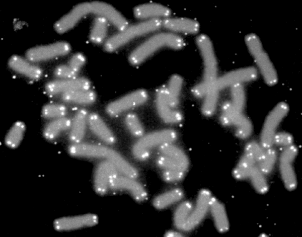 telomeres.gif